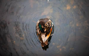 Above View Of Mallard Duck Wallpaper