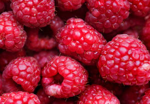 Abundance Of Ripe Red Loganberries Wallpaper