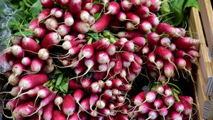 Abundant Long Root Red Radish Wallpaper