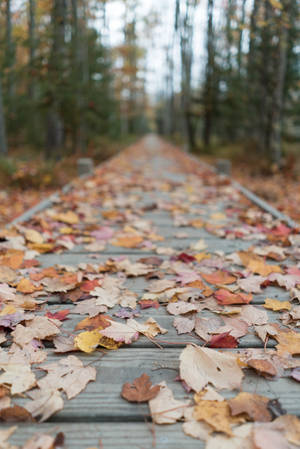 Acadia National Park Trail Wallpaper