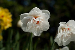 Acropolis Narcissus Flowers Wallpaper