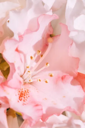 Add A Touch Of Beauty To Your Phone With A Pink Flower Phone Case Wallpaper