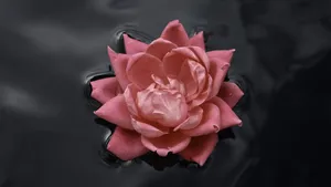 Add A Touch Of Color To Your Living Space With This Stunning Black And Pink Floral Wallpaper. Wallpaper