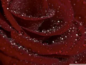 Add A Touch Of Maroon To Your Home Décor For A Cozy And Stylish Feel Wallpaper