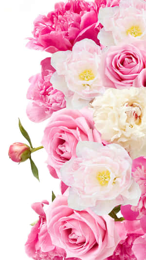Admire The Beauty Of A Pink Peony On Your Iphone Wallpaper
