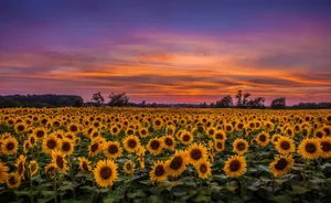 Admiring The Beauty Of A Cute Sunflower Wallpaper