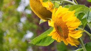 Admiring The Beauty Of Sunflowers. Wallpaper