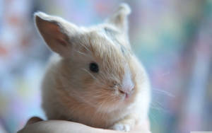 Adorable Baby Bunny Close-up Wallpaper