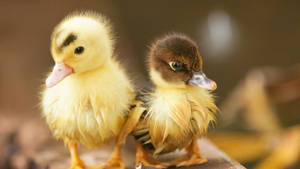 Adorable Baby Duck Splashing In Water Wallpaper