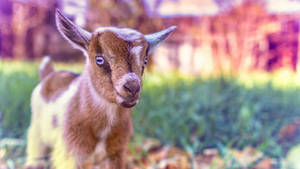 Adorable Baby Goat Majestically Posed For A Close-up Wallpaper