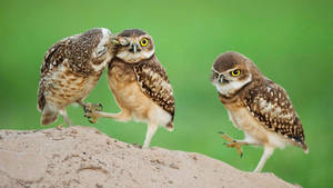 Adorable Baby Owl Kiss Wallpaper