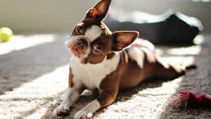 Adorable Boston Terrier Pup Looking At The Camera Wallpaper