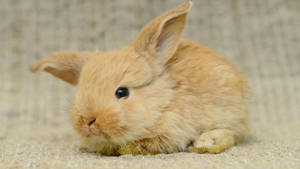 Adorable Brown Baby Bunny Wallpaper