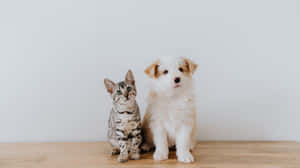 Adorable Cat And Puppy 4k Monitor Wallpaper