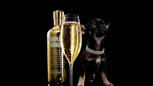 Adorable Chihuahua Holding A Bottle Of Gold Absolut Vodka Wallpaper