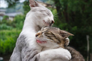 Adorable Cool Cats Hugging Wallpaper