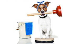 Adorable Dog Doing House Cleaning Wallpaper