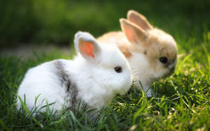 Adorable Dwarf Rabbits Wallpaper