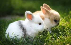Adorable Dwarf Rabbits Wallpaper