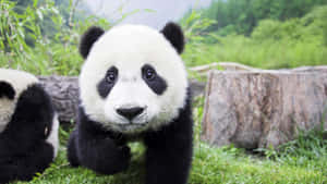 Adorable Face Of A Panda Laptop Wallpaper