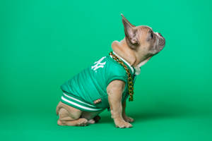 Adorable French Bulldog In A New Era Shirt Wallpaper