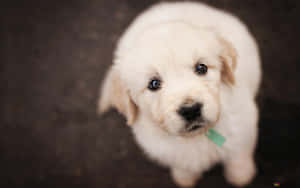 Adorable Golden Retriever Pup Playing In The Garden. Wallpaper