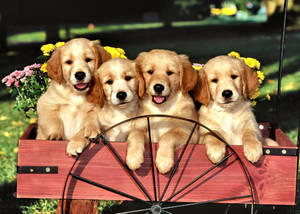 Adorable Golden Retriever Puppies In A Wagon Wallpaper