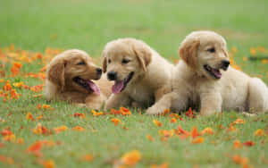 Adorable Golden Retriever Puppy Ready To Cuddle Wallpaper