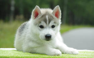 Adorable Husky Puppy Taking A Break Wallpaper