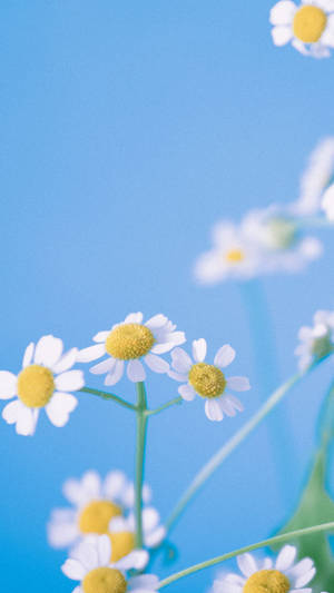 Adorable Light Blue Teddy Bear Wallpaper