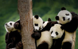 Adorable Panda On A Laptop Wallpaper