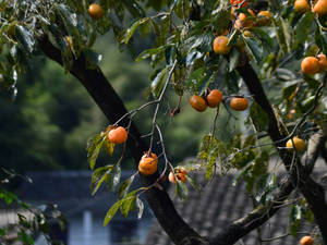 Adorable Persimmon Tree Wallpaper