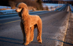 Adorable Poodle Playing Outside Wallpaper