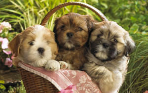 Adorable Puppy Relaxing In The Garden Wallpaper