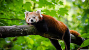 Adorable Red Panda Laptop Wallpaper