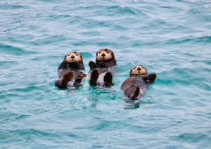 Adorable Sea Otter Playing In The Blue Waters Wallpaper