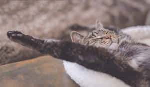 Adorable Tabby Cat In Relax Position Wallpaper