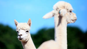 Adorable White Alpacas Wallpaper