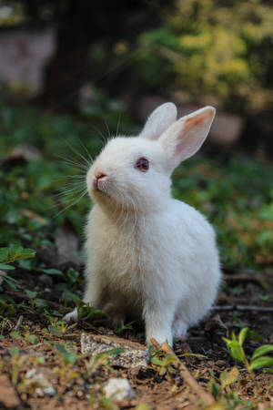 Adorable White Bunny In A Natural Setting Wallpaper