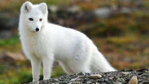 Adorable White Fox Wallpaper