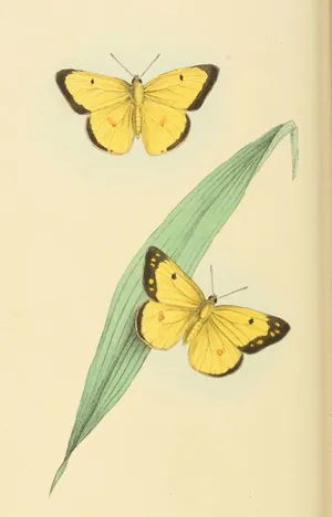 Adorable Yellow Butterflies Gathered Together In Nature Wallpaper