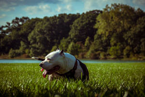 Adult Black And White Pitbull Wallpaper