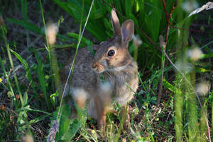 Adult Rabbit Looking Wallpaper