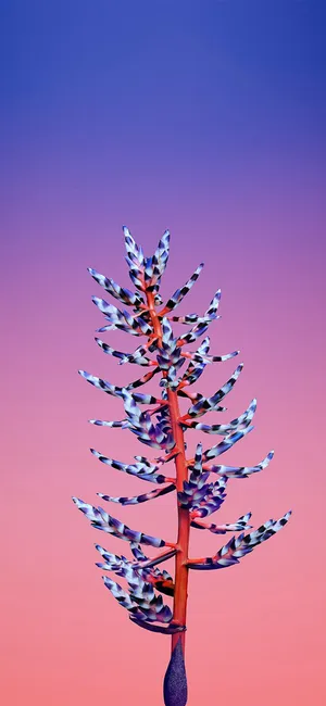 Aechmea Flower Apple Wallpaper