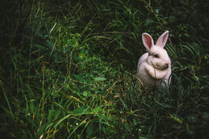 Aesthetic American Rabbit Wallpaper