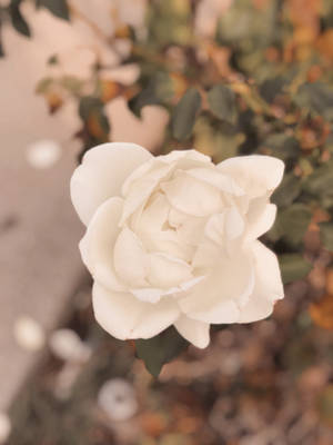 Aesthetic Beige Flower Wallpaper