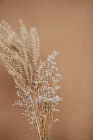 Aesthetic Beige Wall Wallpaper