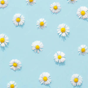 Aesthetic Blue Daisies Wallpaper