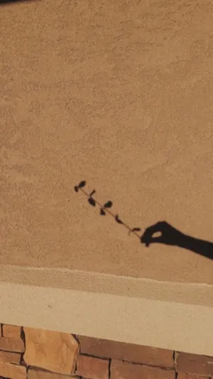 Aesthetic Brown Leaf Shadow Art Wallpaper