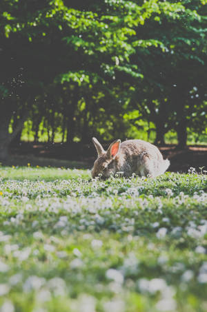 Aesthetic Bunny In Forest Wallpaper